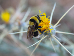 Bombus argillaceus