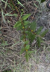 Chamaecrista leschenaultiana