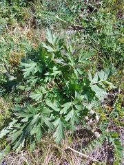 Pulsatilla ambigua