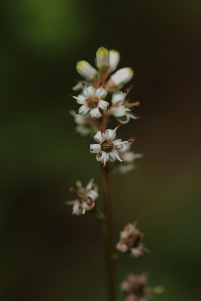 Aletris gracilis