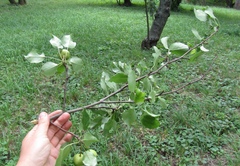 Pyrus grossheimii