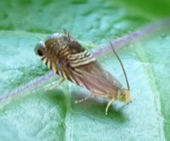 Grapholita delineana