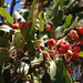 Island Toyon - Photo (c) Damon Tighe, some rights reserved (CC BY-NC), uploaded by Damon Tighe