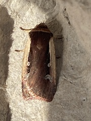 Ochropleura