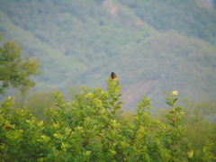Icterus spurius spurius