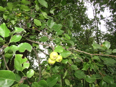Pyrus grossheimii