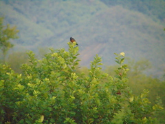 Icterus spurius spurius