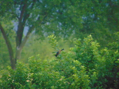Icterus spurius spurius