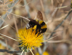 Bombus argillaceus
