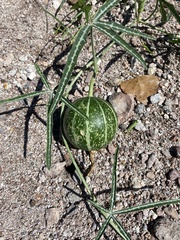 Cucurbita digitata