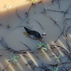 Cairina moschata domestica