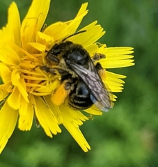Melissodes illatus