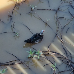 Cairina moschata domestica