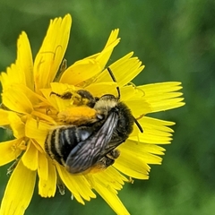 Melissodes illatus