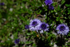 Globularia