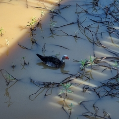 Cairina moschata domestica