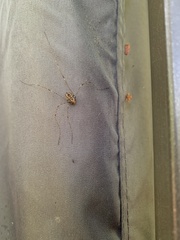 Rilaena triangularis