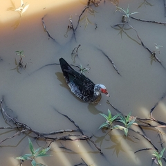 Cairina moschata domestica