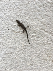 Podarcis muralis