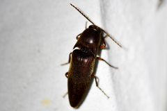Diplostethus texanus