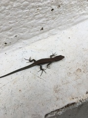 Podarcis muralis