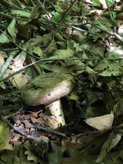 Lactarius subpalustris