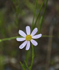 Coreopsis rosea