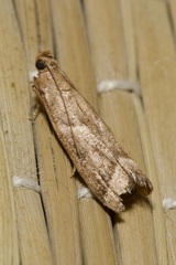 Nyctegretis lineana