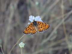 Melitaea syriaca
