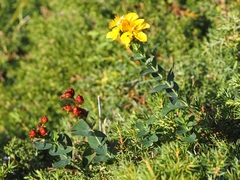 Hypericum richeri burseri