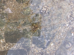 Bunodosoma granuliferum