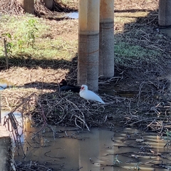 Cairina moschata domestica