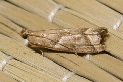 Nyctegretis lineana