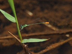 Agriocnemis femina oryzae