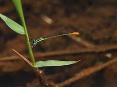 Agriocnemis femina oryzae