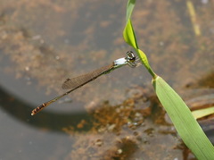 Agriocnemis femina oryzae
