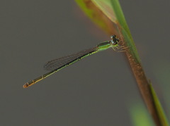 Agriocnemis femina oryzae