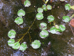 Pontederia diversifolia
