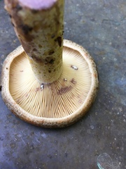 Lactarius subpalustris