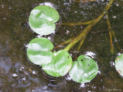 Pontederia diversifolia
