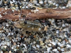 Megalorchestia pugettensis