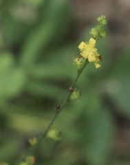 Agrimonia microcarpa