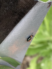 Disonycha xanthomelas