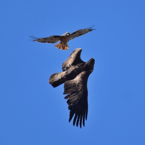 Golden Eagle photographed in Louisiana
