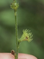 Agrimonia microcarpa
