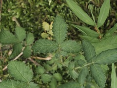 Agrimonia microcarpa