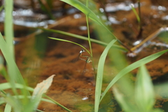 Agriocnemis femina oryzae