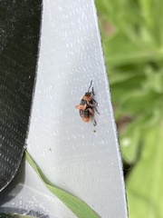 Disonycha xanthomelas