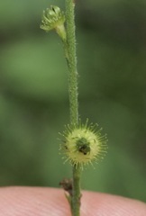 Agrimonia microcarpa