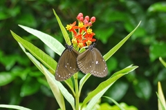 Euploea tulliolus koxinga